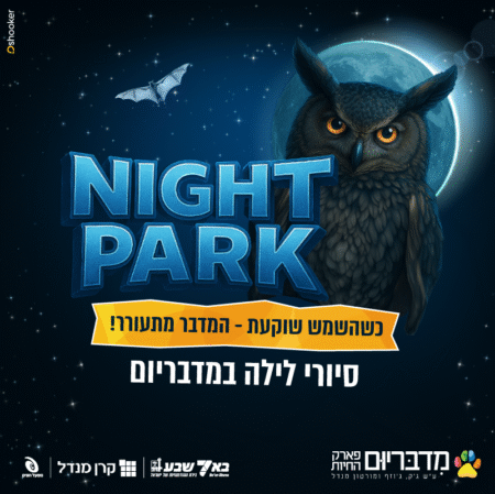 סיורי לילה במדבריום